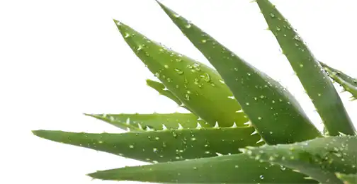 Is Aloe Vera Extract Powder safe for consumption?